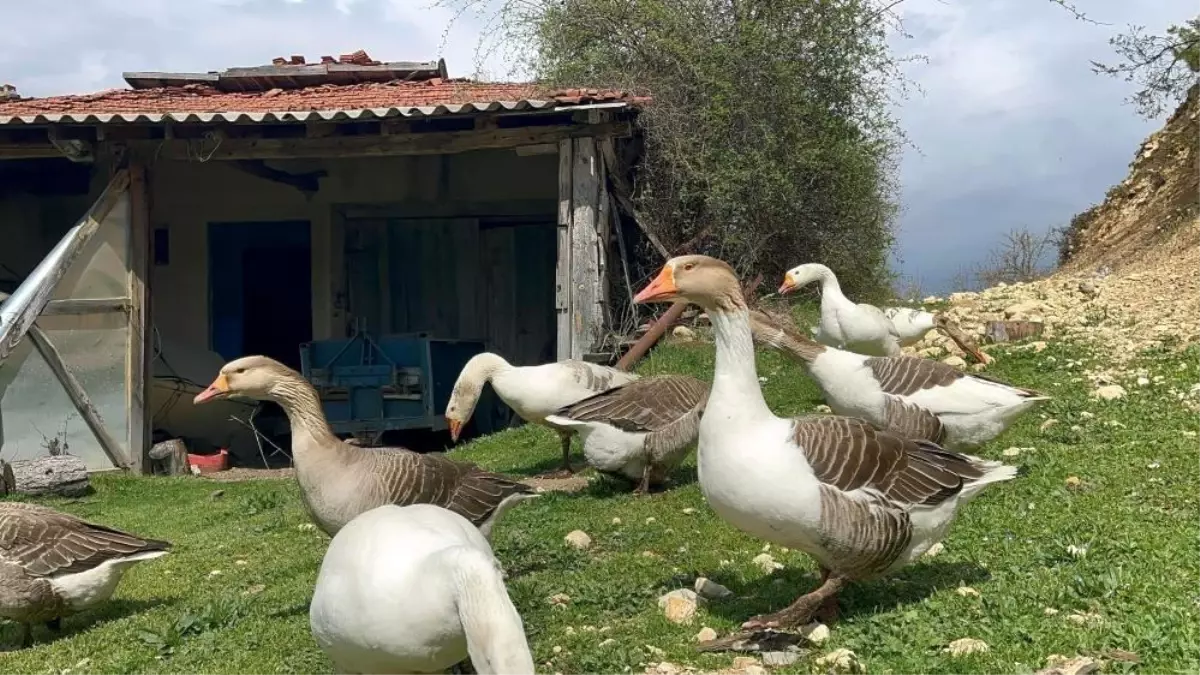 Karslı Ufuk Güner, Almanya'dan Kaz Tüyü İhracatına Geçiyor