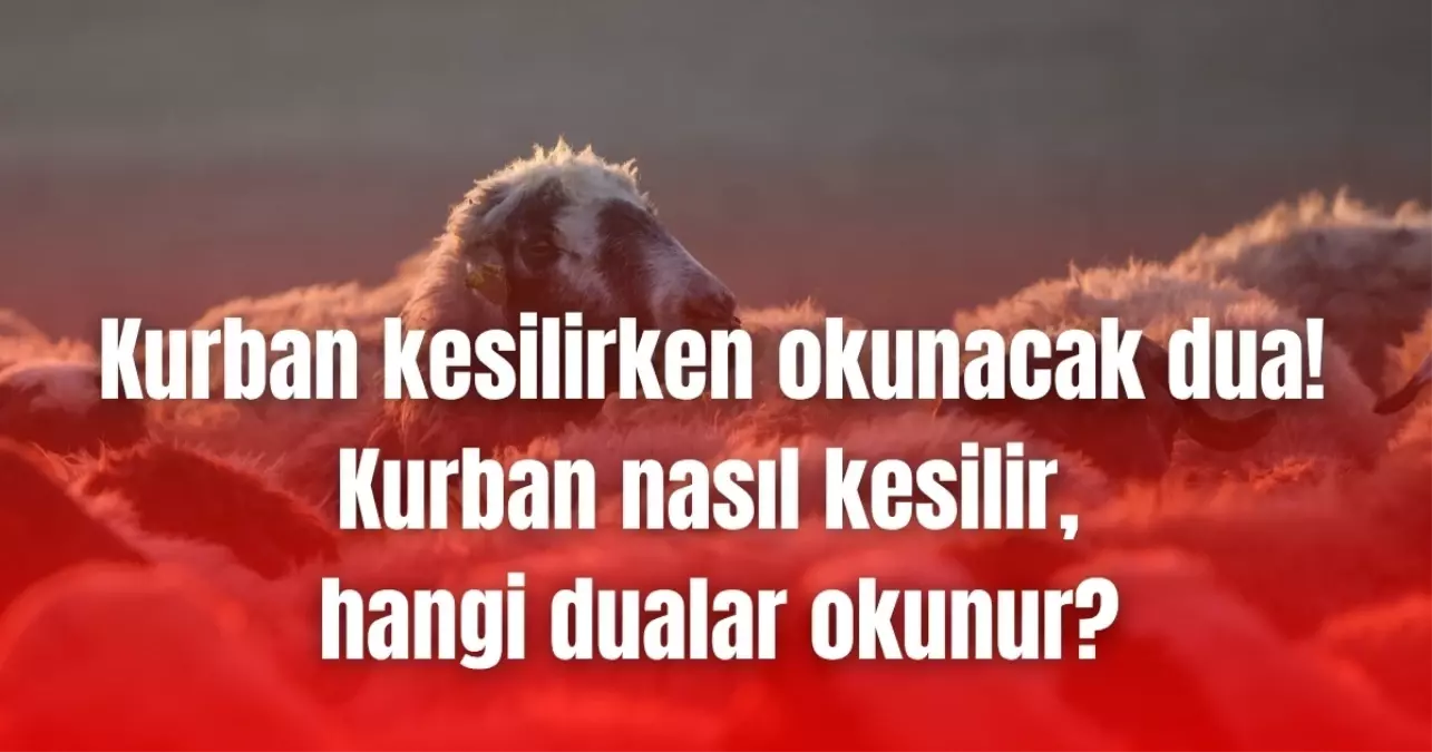 Kurban kesilirken okunacak dua! Kurban nasıl kesilir, hangi dualar okunur? (Diyanet)