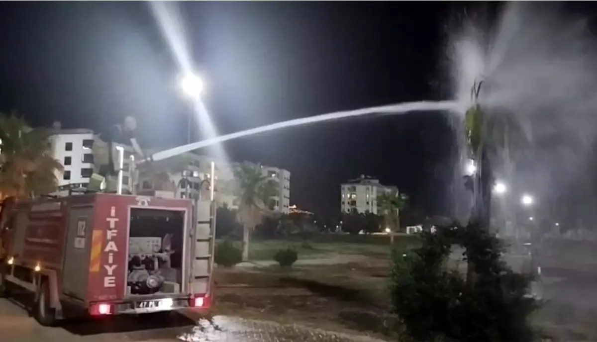 Kızıltepe'de Palmiye Ağacı Ateşe Verildi