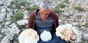 Eşiyle birlikte çıktığı yaylada dev mantarlar buldu
