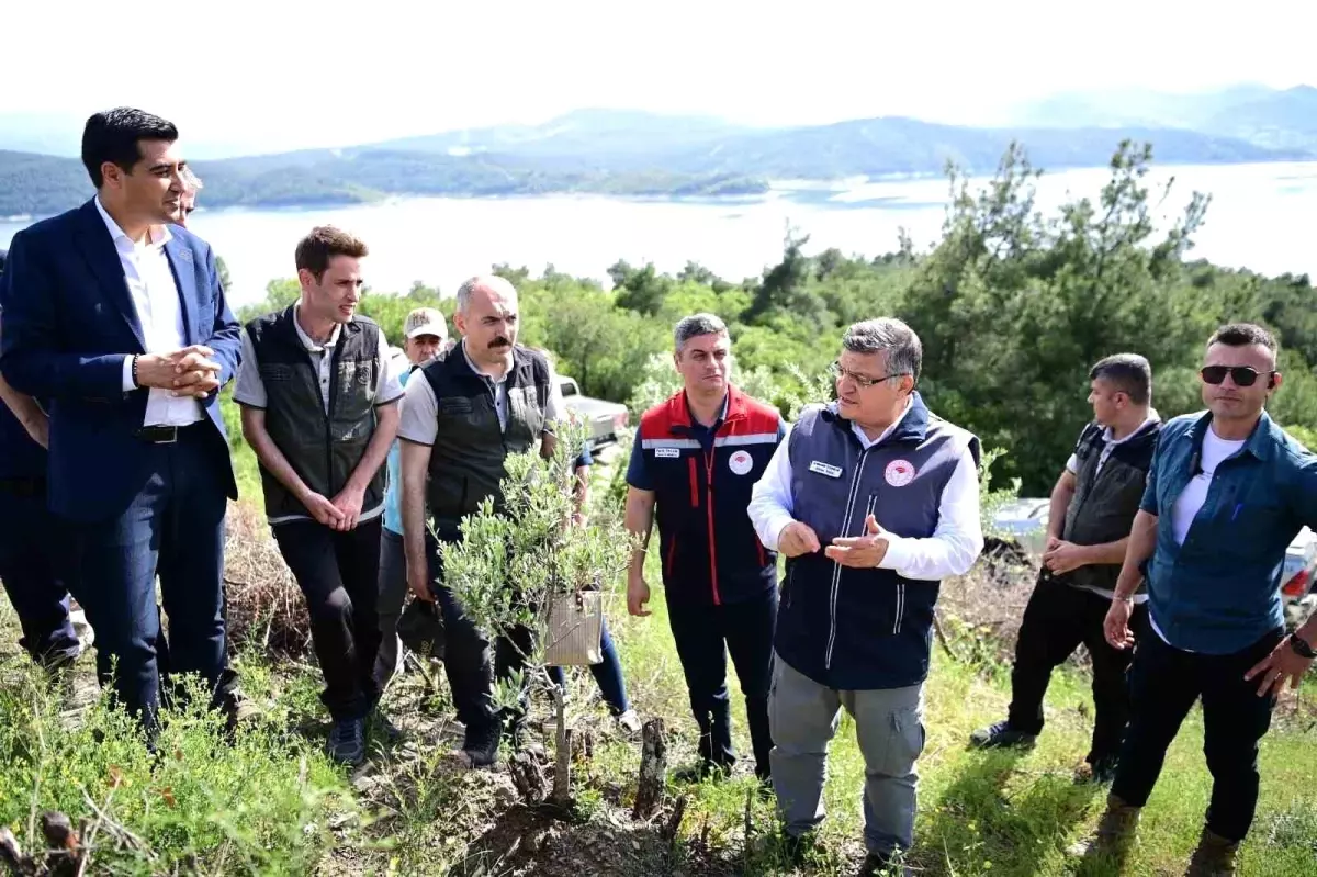 Sinop'ta Yabani Zeytin Ağaçları Ekonomiye Kazandırılıyor