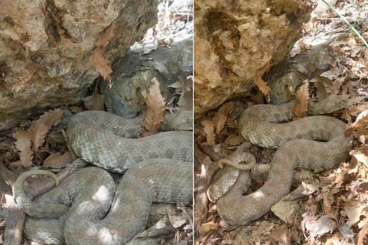 Tek ısırığı insanı öldürmeye yetiyor! O ilimizde görüntülendi