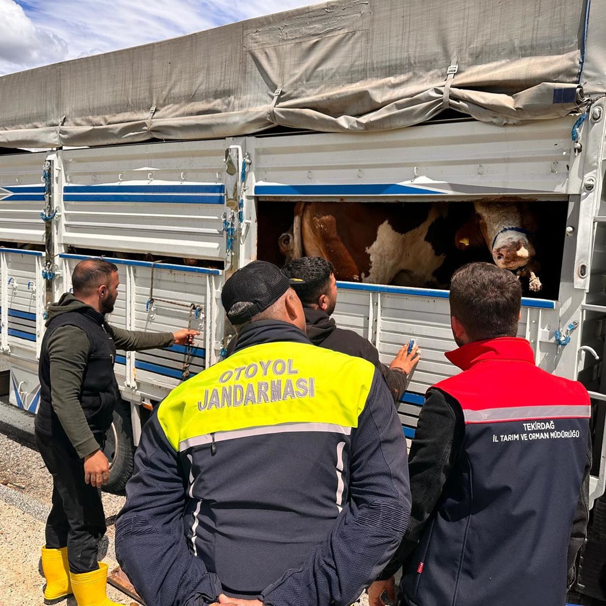 Tekirdağ'da Kaçak Hayvan Getiren Besiciye 105 Bin Lira Ceza