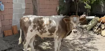 3 aylıkken ahırdan kaçtı, Kurban'a günler kala yakalandı