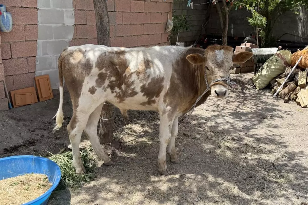3 aylıkken ahırdan kaçtı, Kurban'a günler kala yakalandı