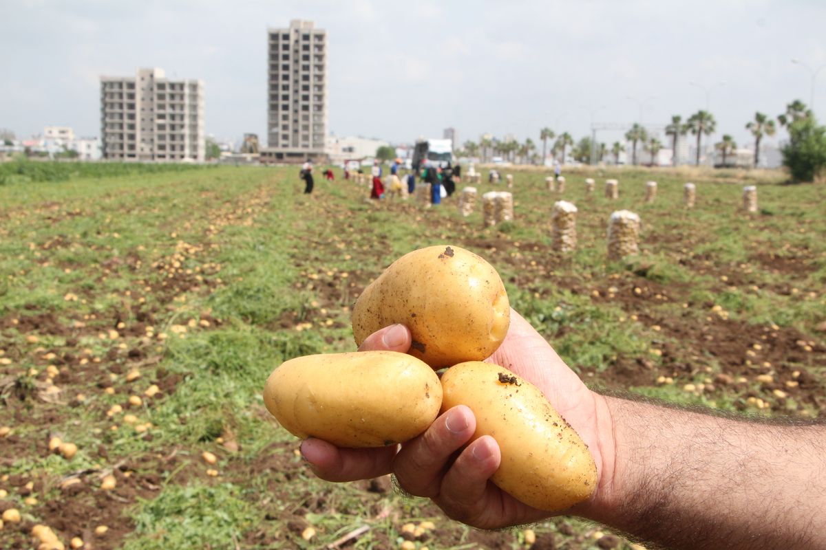 Patates Hasadında Zirai Don Kaygısı: Çiftçiler Destek Bekliyor