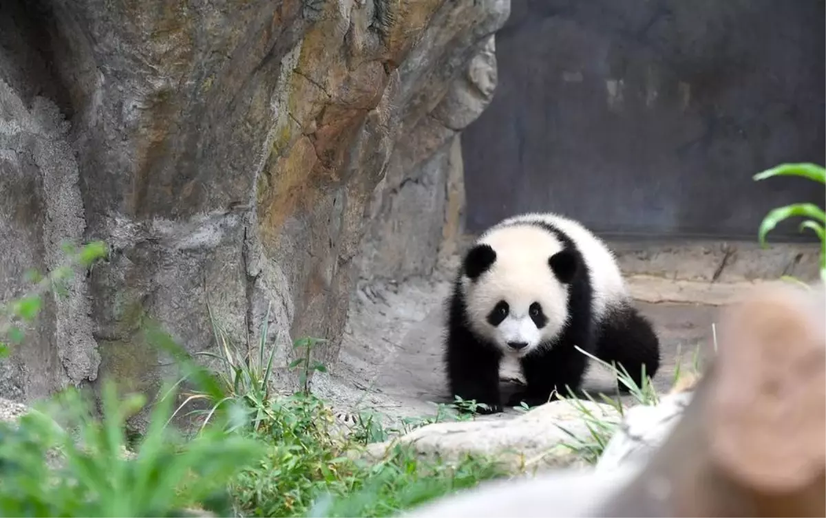 Hong Konga İlk Dev Panda Yavruları Doğdu