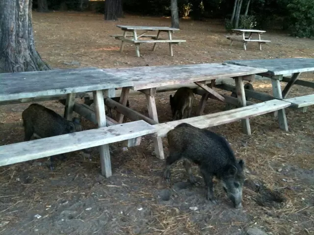They officially became pets! A wild boar stole the belongings of a woman who was swimming in the sea