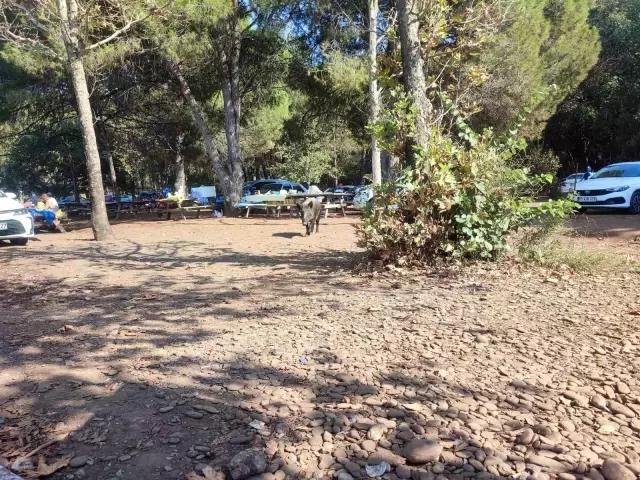 They officially became pets! A wild boar stole the belongings of a woman who was swimming in the sea