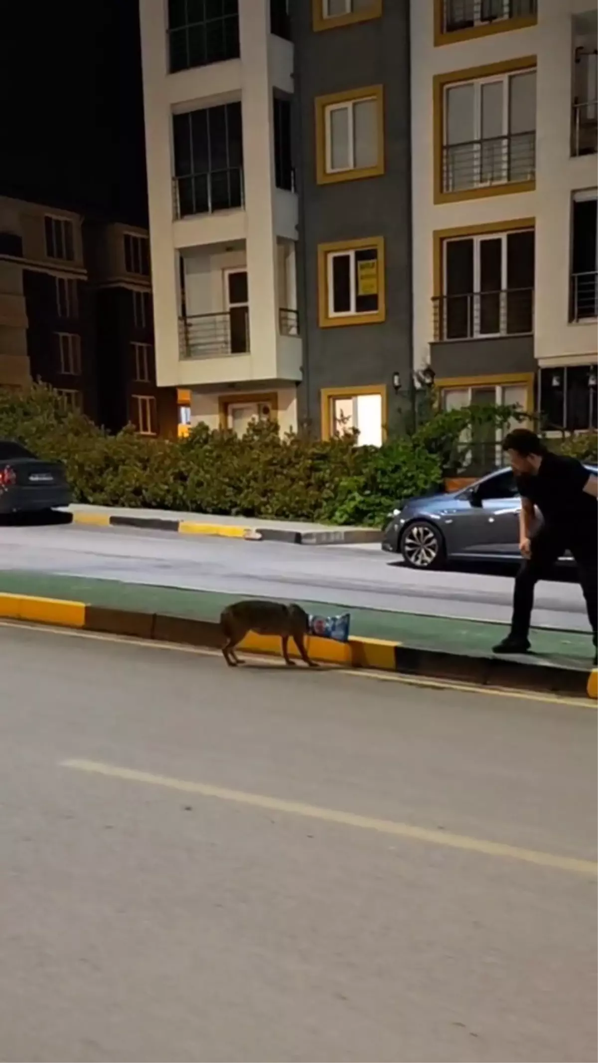 Karabük'te Başına Poşet Takılan Çakal Kurtarıldı