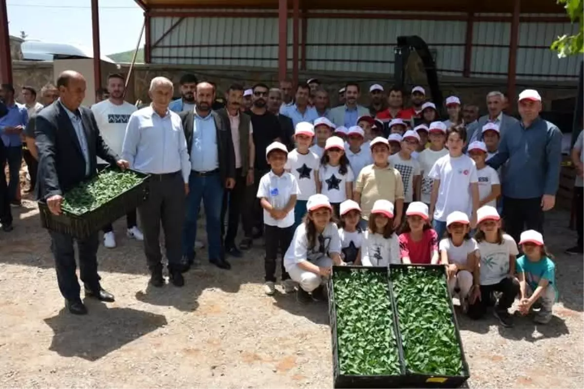 Güroymak'ta Tarım Arazilerinin Kullanımını Artırma Projesi Kapsamında Fide ve Tohum Dağıtımı