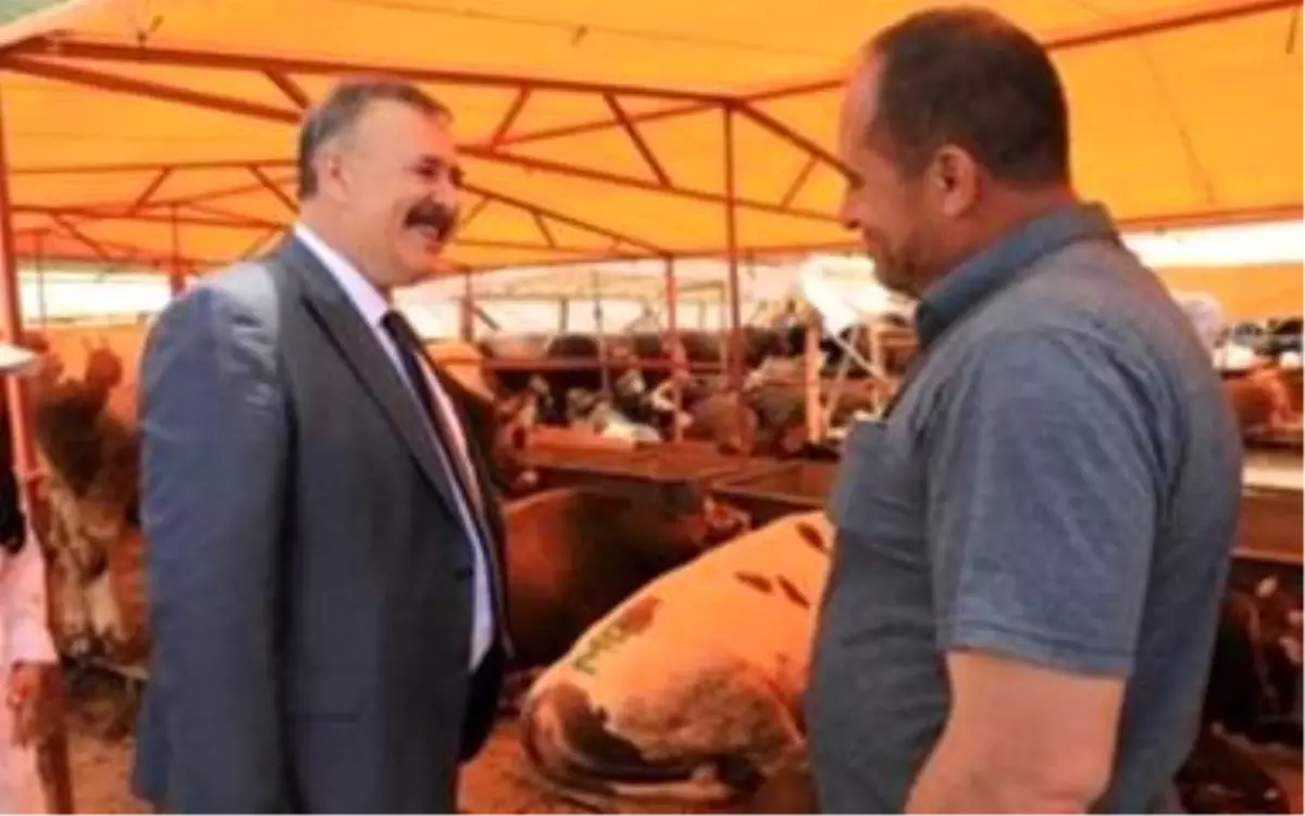 Trabzon'da Kurban Bayramı Hazırlıkları Devam Ediyor