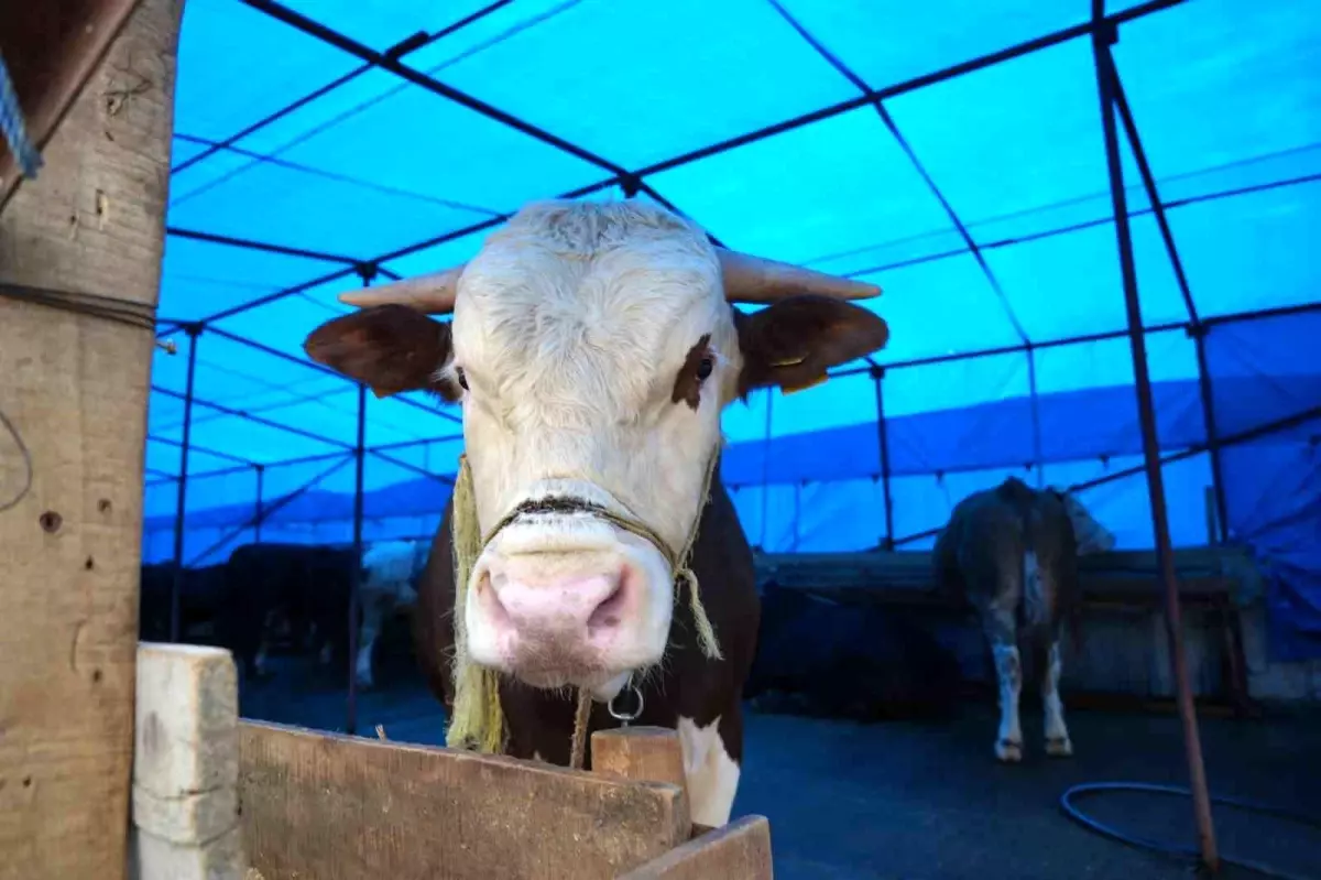 Samsun'da Kurban Pazarı Bayram Öncesi Canlandı