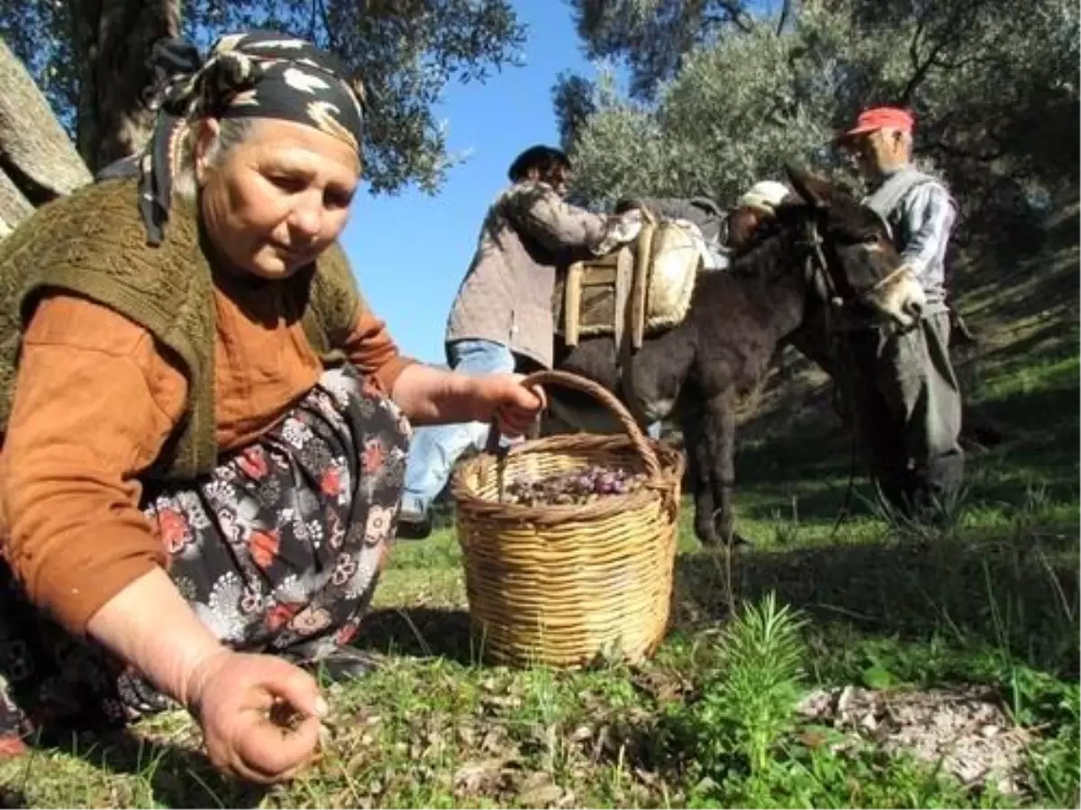 Türkiye'nin Sofralık Zeytin İhracatı Yüzde 26,5 Arttı