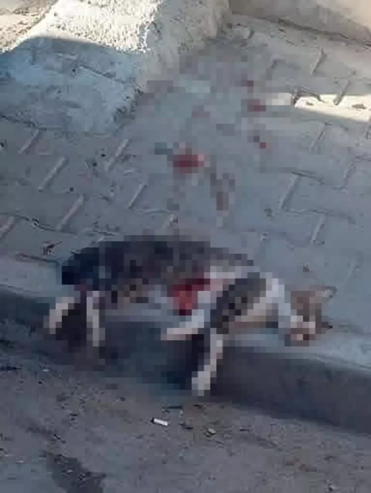 Turgutlu'da Sokak Kedisi Pompalı Tüfekle Vurularak Öldürüldü