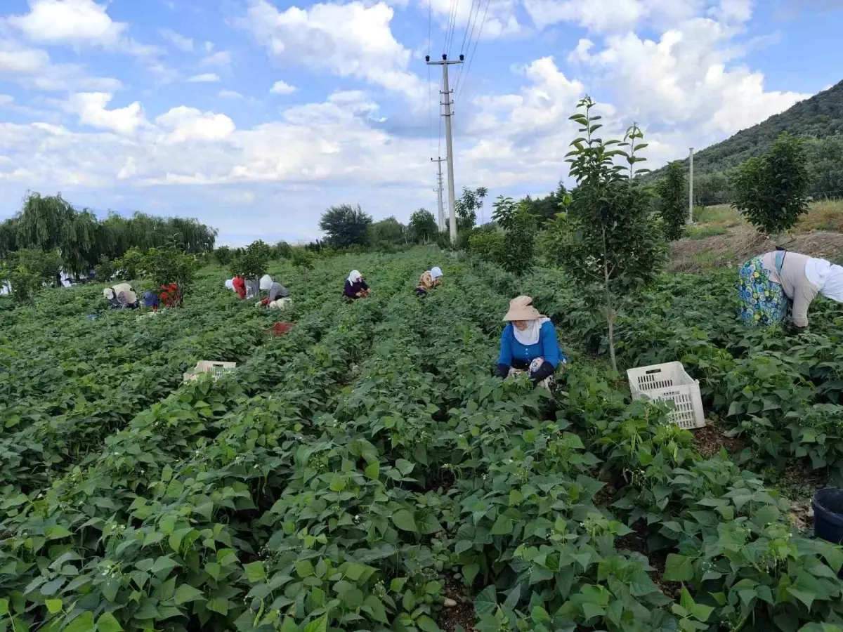 Bursa'nın Nazende Fasulyesi Hasat Sezonuna Girdi