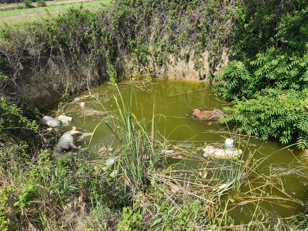 Edirne'de Başsız 3 Ölü Köpek Bulundu