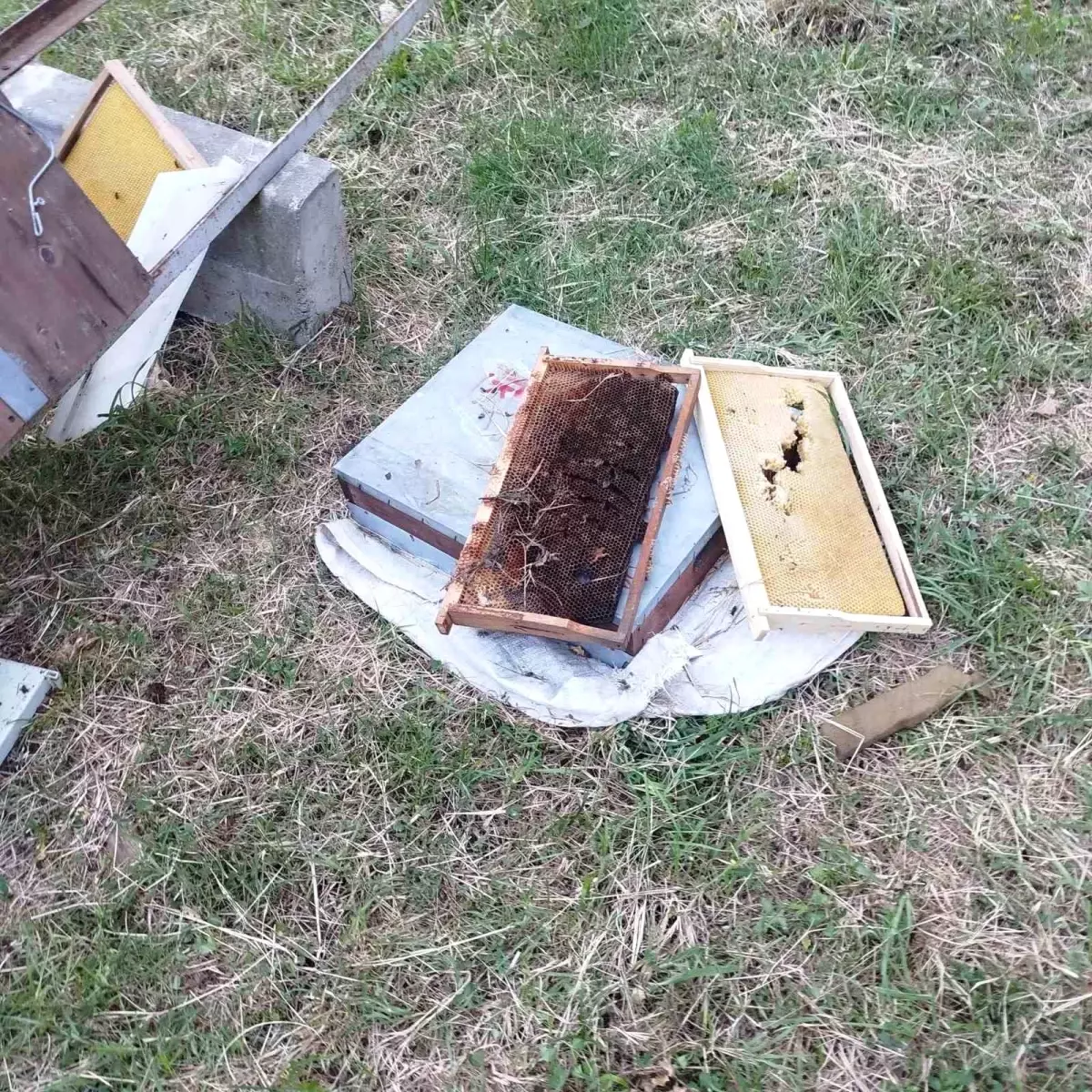 Cide'de Ayıların Saldırısı: 6 Arı Kovanı Parçalandı