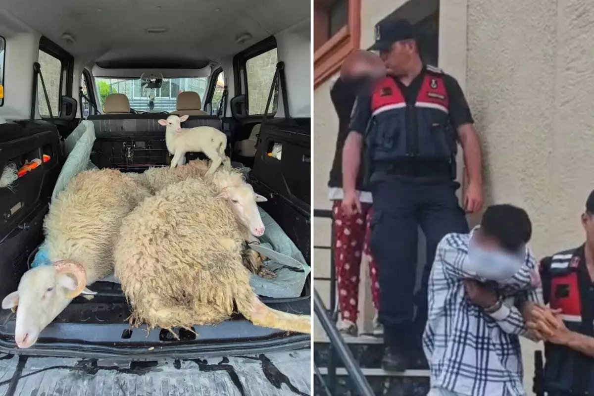 Kurbanlıkları çalan çift yakayı ele verdi
