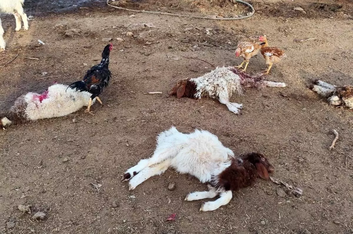 Sokak Köpekleri Ağıla Saldırdı: 33 Kuzu Telef Oldu