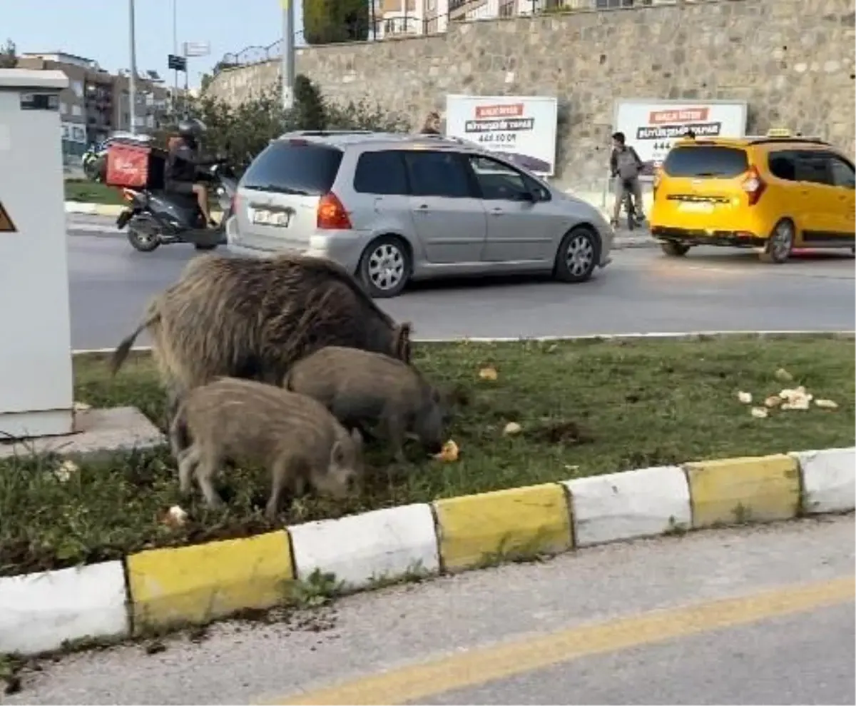 Kuşadası'nda Yaban Domuzu Besleyenlere Cezalar Kesildi