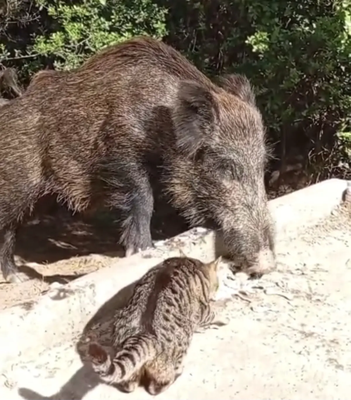 Yaban Domuzu ve Sokak Kedisi Aynı Yemeği Paylaştı
