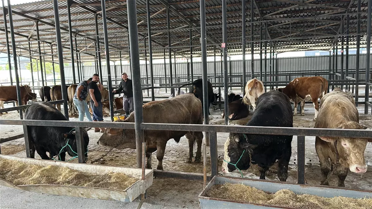 Kütahya'da Kurban Bayramı Öncesi Canlı Hayvan Pazarı Açıldı