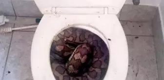 3,5 metre uzunluğundaki yılan, tuvaletini yapan adamın penisini parçaladı