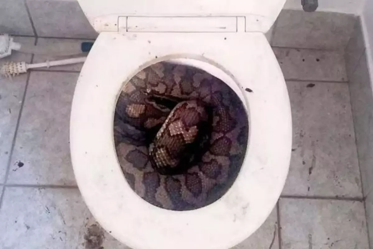 3,5 metre uzunluğundaki yılan, tuvaletini yapan adamın penisini parçaladı