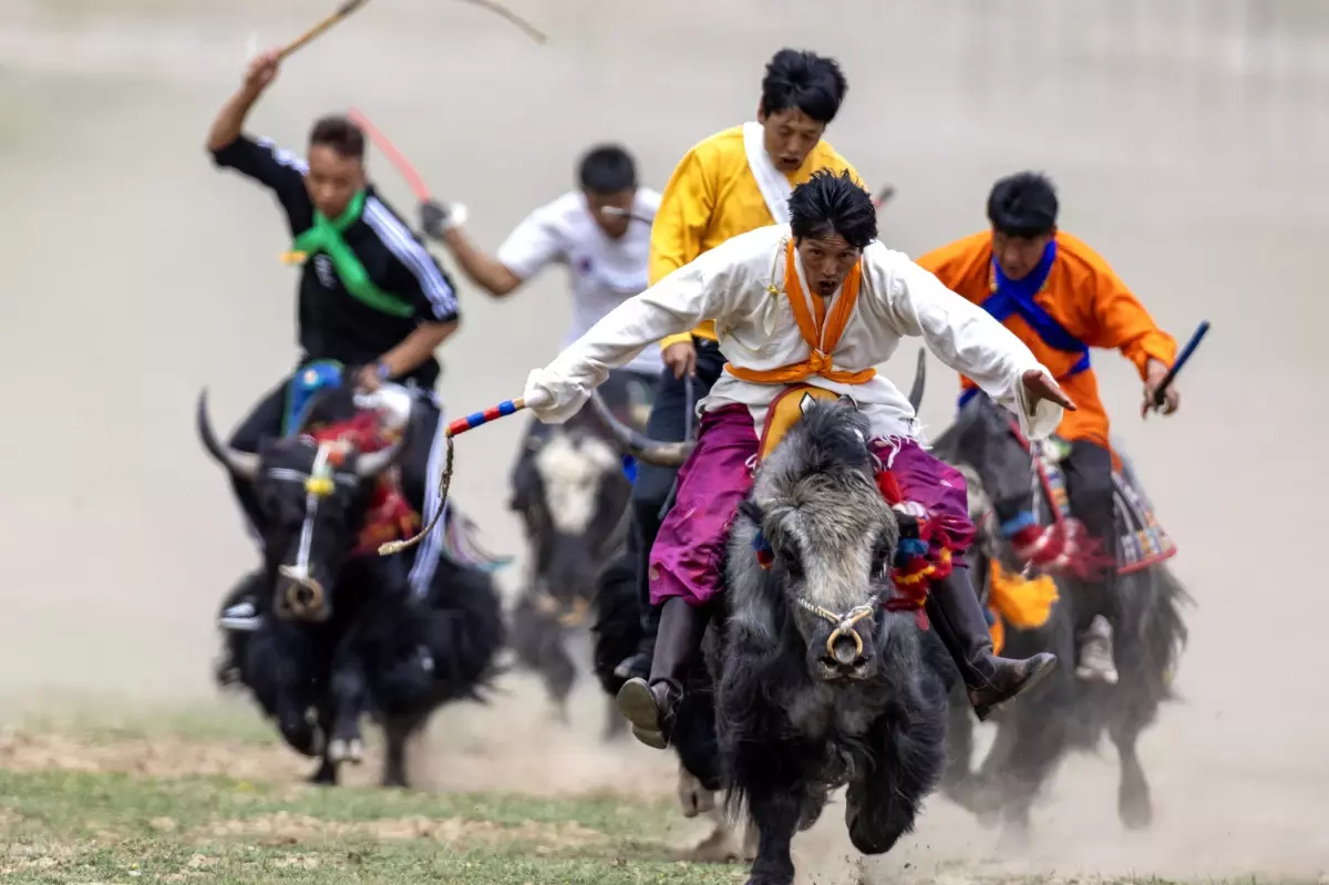 Tibet Sığırı Yarışı Lhasa'da Yoğun İlgiyle Gerçekleşti