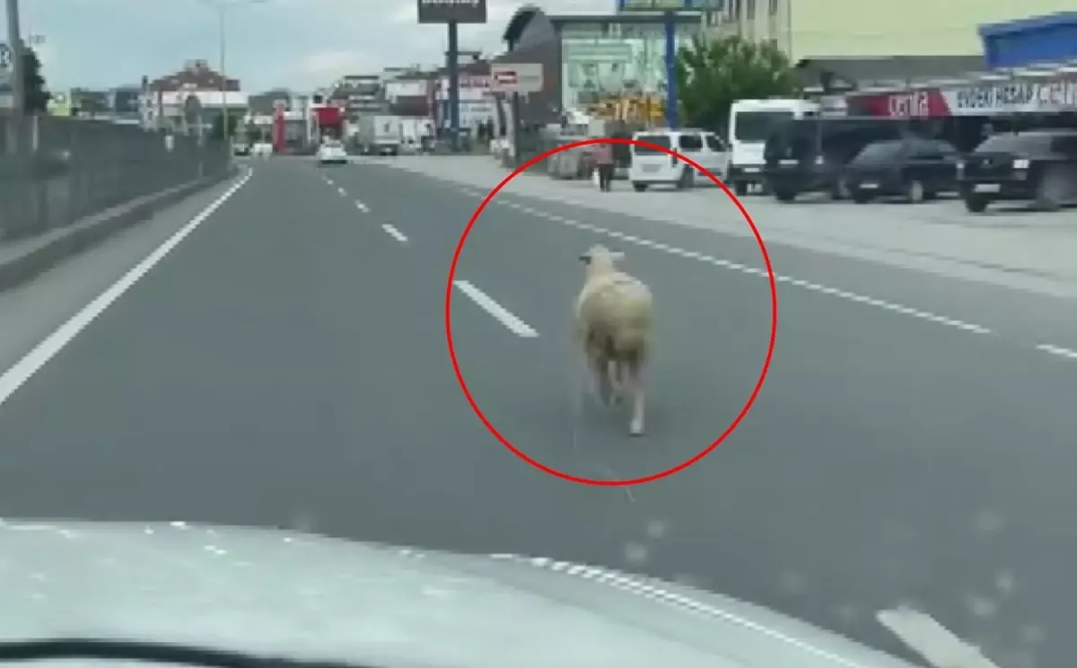 Yalova'da Kaçan Kurbanlık Koyun Trafiği Yerlerde Bıraktı