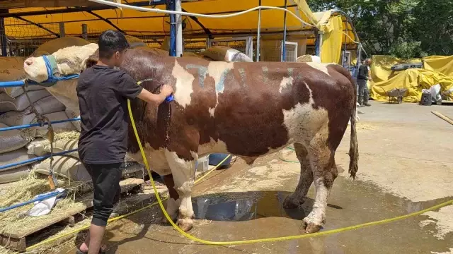 Champion Bull Sold for 420 TL at Gaziosmanpaşa Sacrificial Market