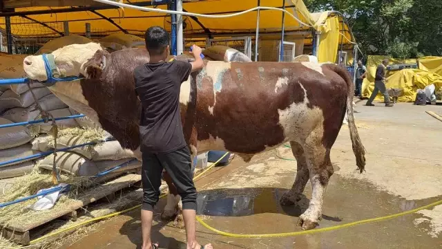 Champion Bull Sold for 420 TL at Gaziosmanpaşa Sacrificial Market