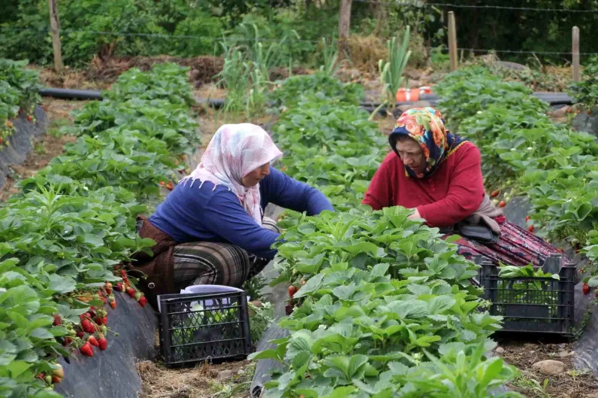 Ordu'da Kadınlar Çilek Hasadıyla Aile Ekonomilerine Katkı Sağlıyor