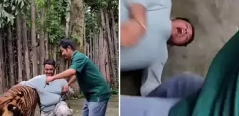 Selfie çekmek istediği kaplanın saldırısına uğrayan adam ağır yaralandı