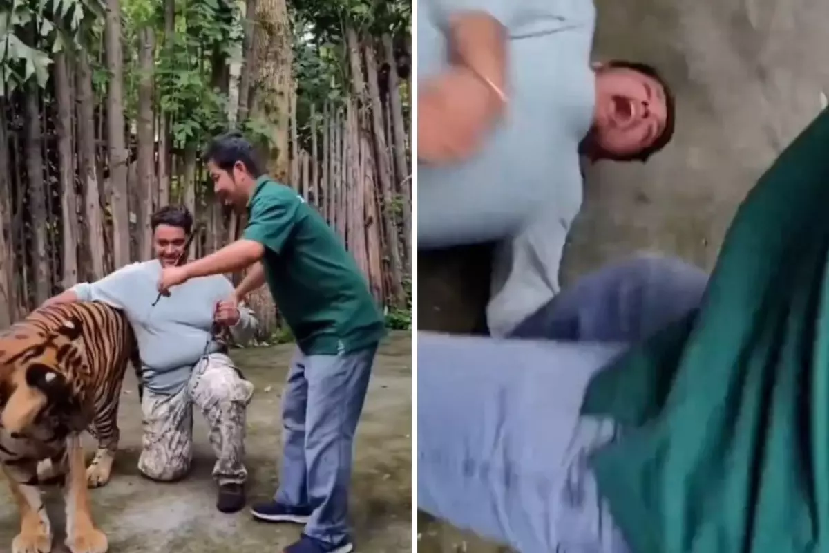 Selfie çekmek istediği kaplanın saldırısına uğrayan adam ağır yaralandı