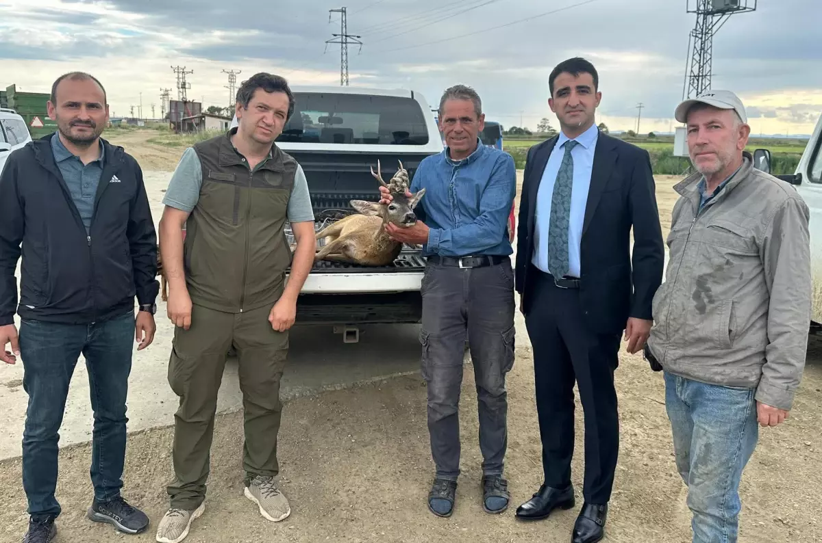 Boğulmak Üzere Olan Karaca Kurtarıldı