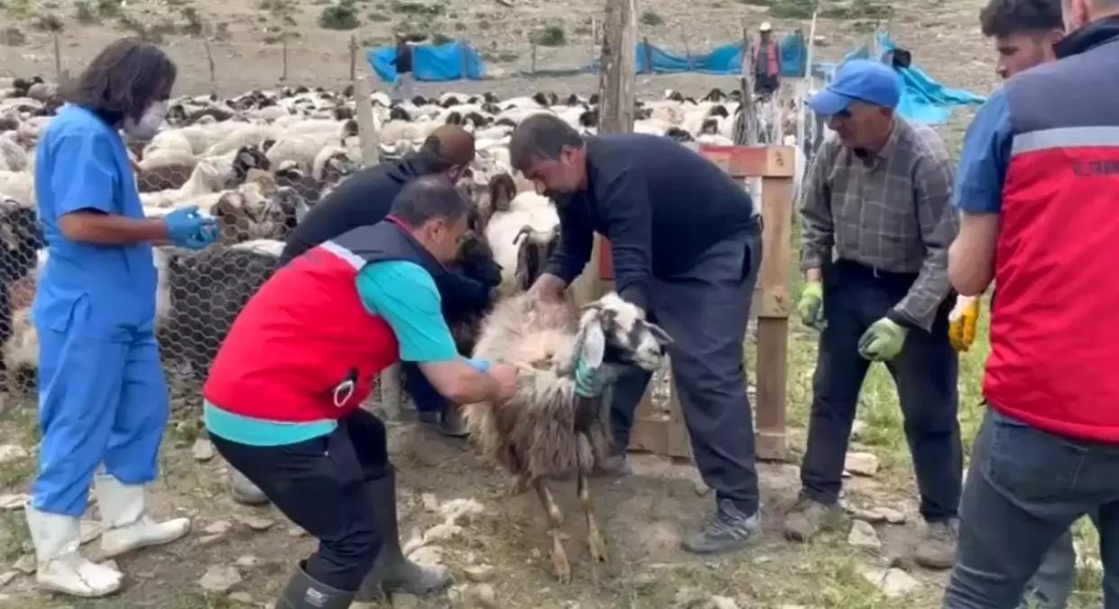 Yüksekova'da Şap Hastalığına Karşı Aşılama Çalışmaları Devam Ediyor