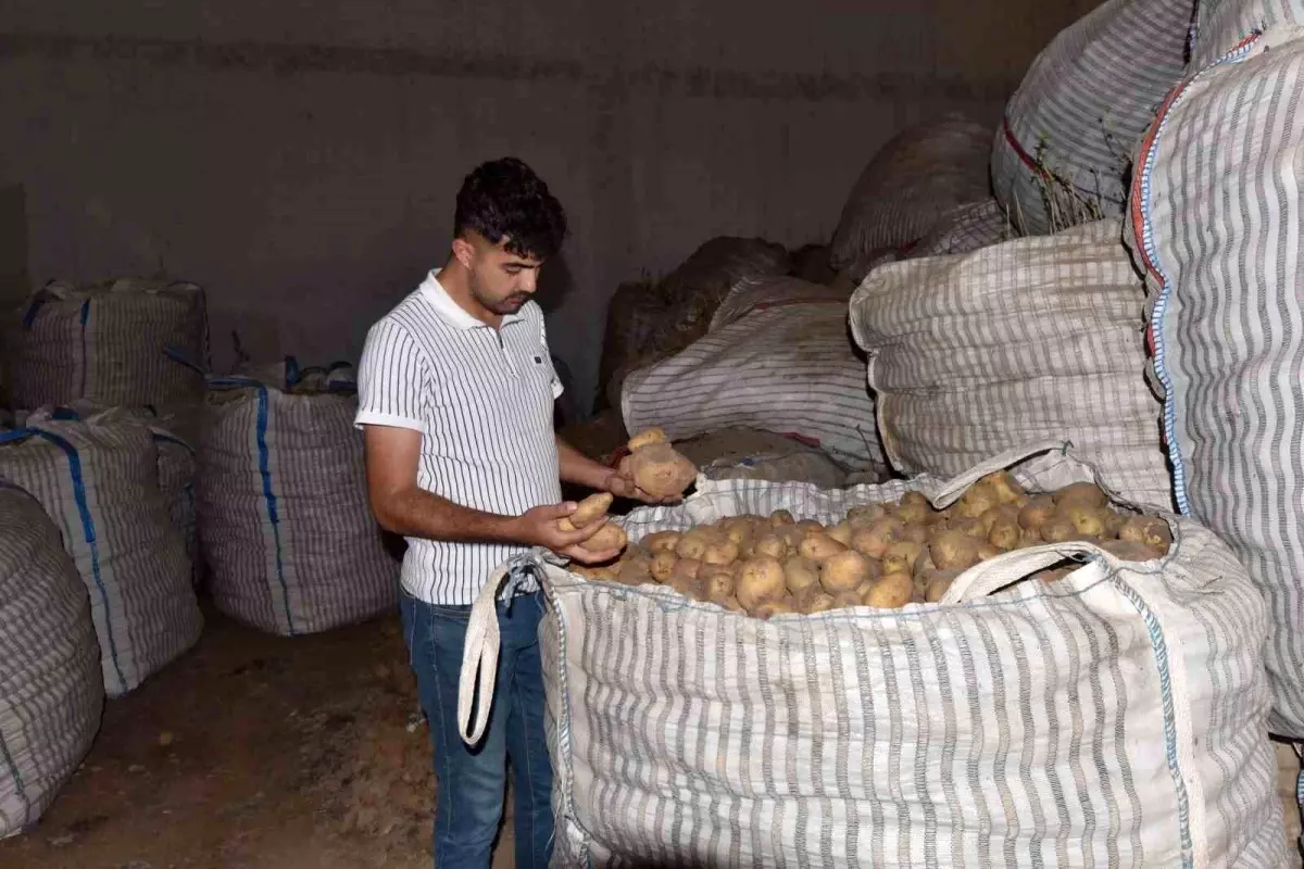 Ahlat'ta 20 Bin Ton Patates Çözüm Bekliyor
