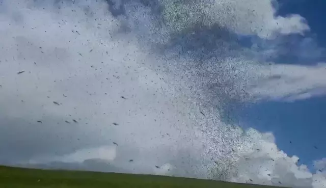 غزو الذباب في المنطقة! السائقون لا يرون أمامهم