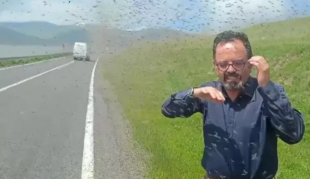 غزو الذباب في المنطقة! السائقون لا يرون أمامهم