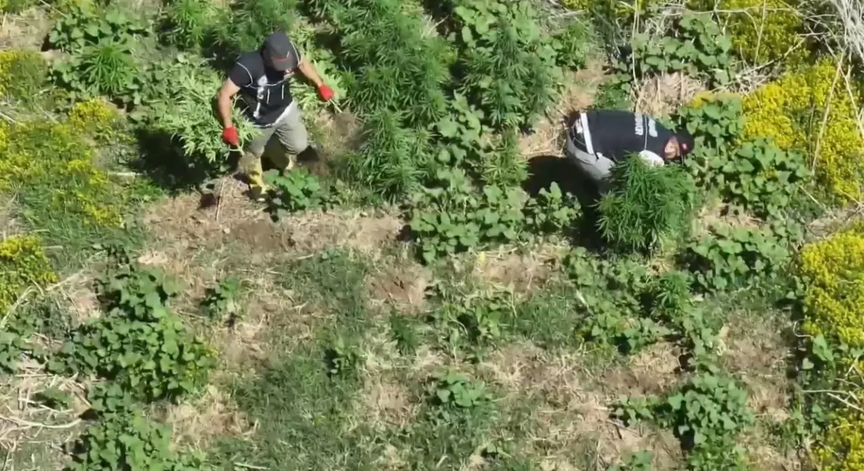 Diyarbakır'da 100 Milyon TL Değerinde 1220 Kök Kenevir Ele Geçirildi