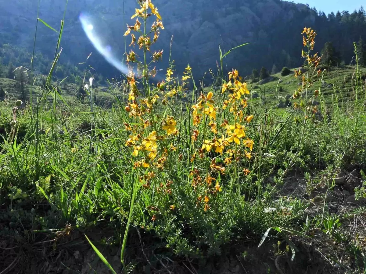 Kahramanmaraş Geben Vadisi Milli Park ilan edildi