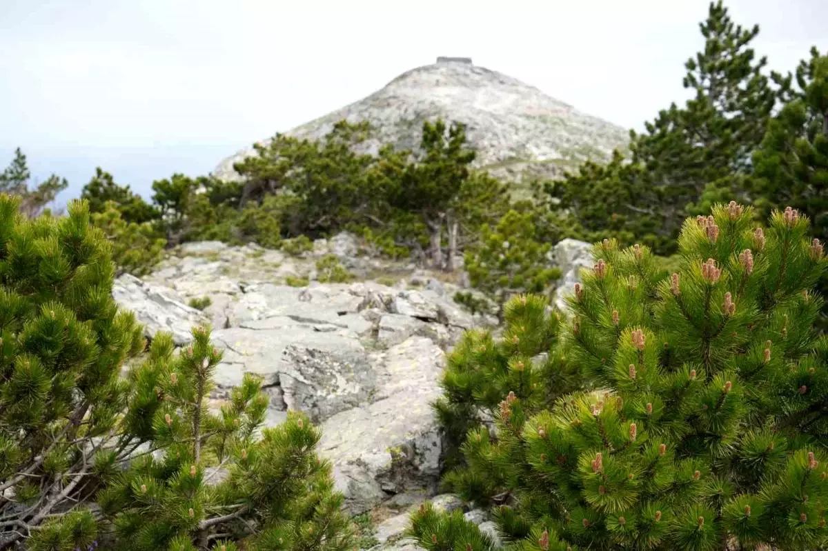 Kazdağları'nda İlkbahar Coşkusu