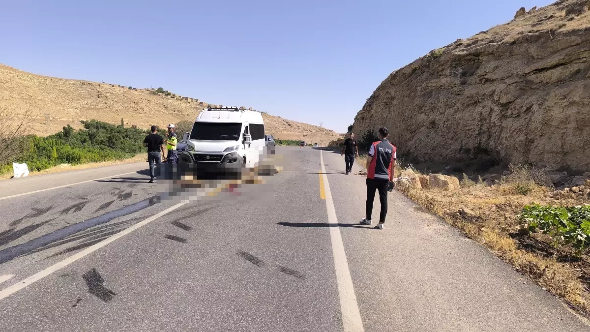 Mardin'de Minibüs Hayvan Sürüsüne Çarptı: 13 Küçükbaş Hayvan Ölümle Sonuçlandı