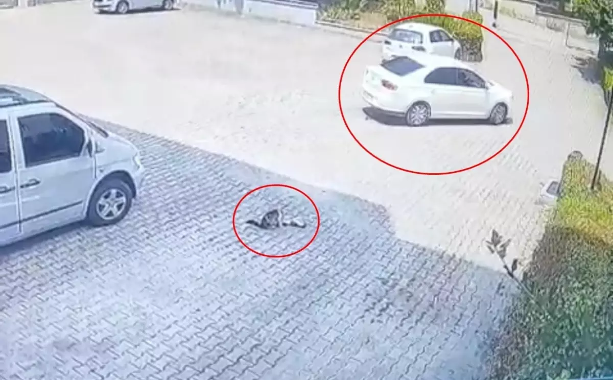 Bursa'da Otomobil Yavru Kediyi Ezdi, Anne Kedi Olay Yerinden Ayrılmadı