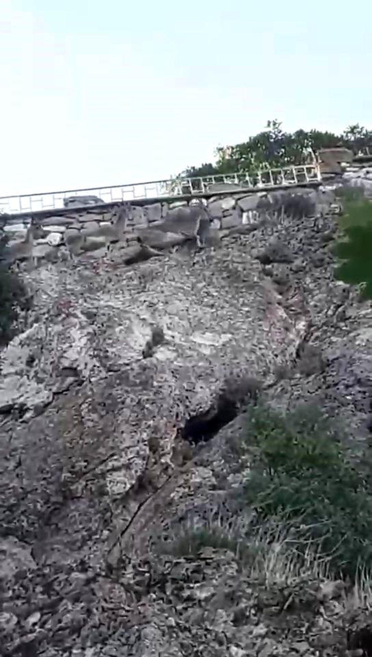 Elazığ'da Dağ Keçileri Tehlike Yarattı