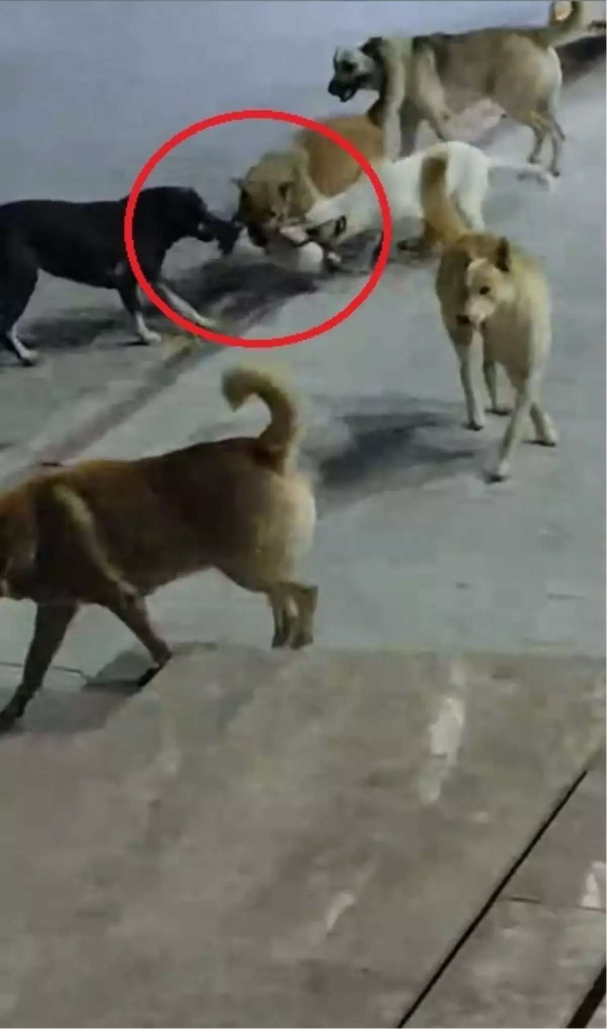 İskenderun'da Sokak Köpeklerinin Saldırdığı Kedi Öldü
