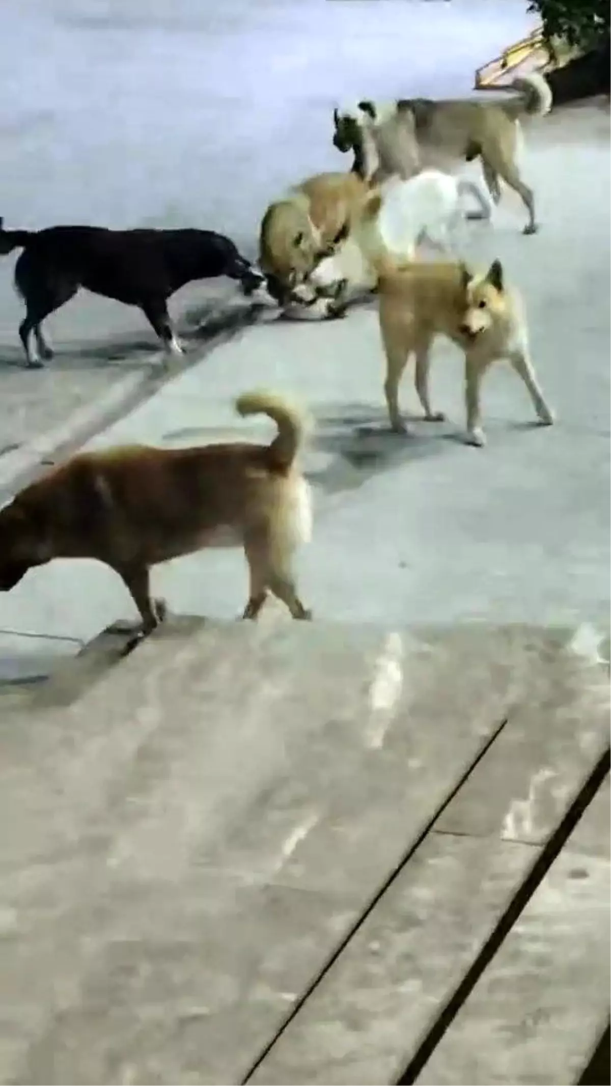 İskenderun'da 6 Sokak Köpeği Kediyi Telef Etti