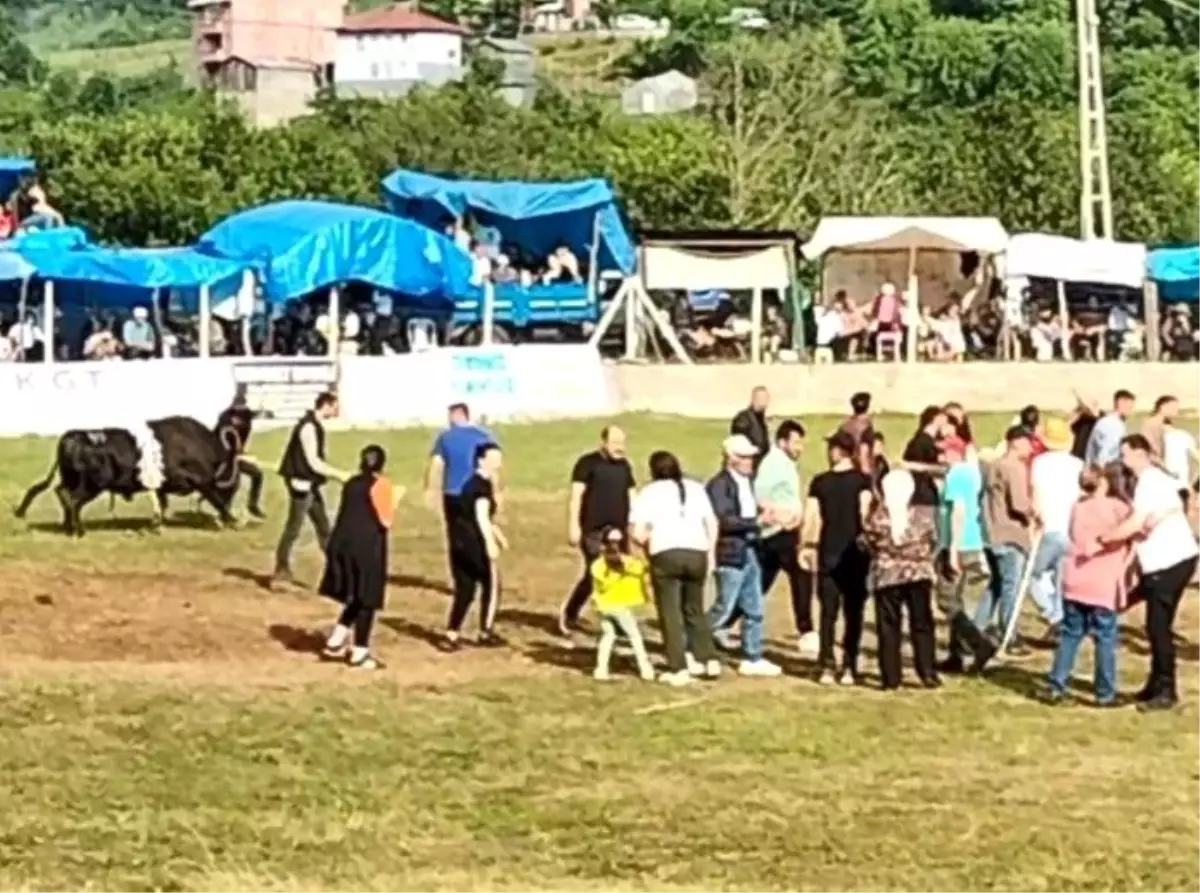 Artvin'de Boğa Güreşlerinde Şampiyon Boğa Sahibine Saldırdı
